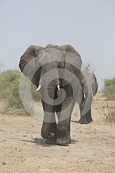 Portrait of wild free elephant bull