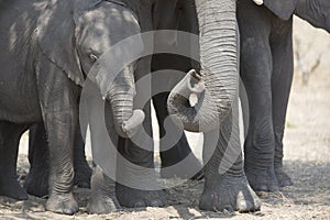 Portrait of wild free elephant bull