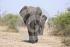 Portrait of wild free elephant bull