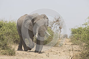 Portrait of wild free elephant bull