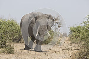 Portrait of wild free elephant bull