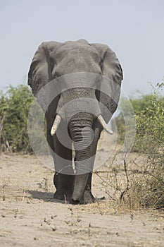 Portrait of wild free elephant bull