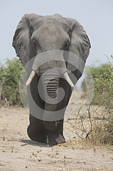 Portrait of wild free elephant bull