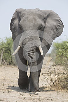 Portrait of wild free elephant bull