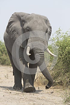 Portrait of wild free elephant bull