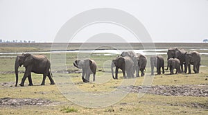 Portrait of wild free elephant herd