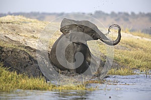 Portrait of wild free elephant showering