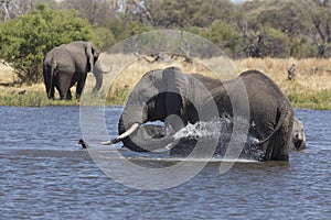 Portrait of wild free elephant showering