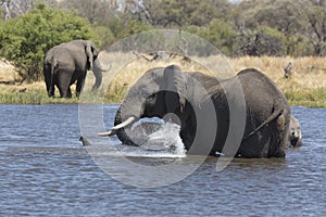 Portrait of wild free elephant showering