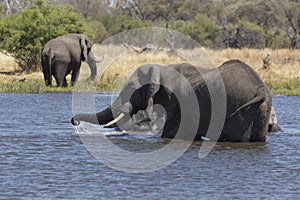Portrait of wild free elephant showering