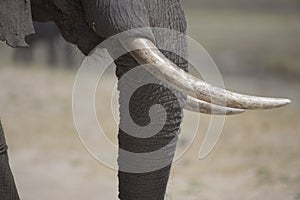 Portrait of wild free elephantbull