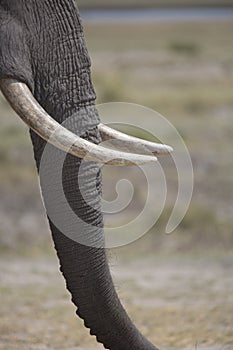 Portrait of wild free elephantbull