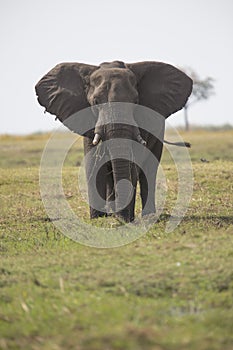 Portrait of wild free elephantbull