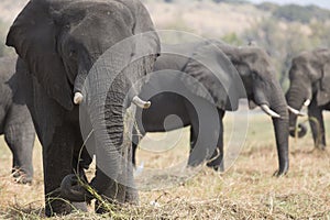 Portrait of wild free elephantbull