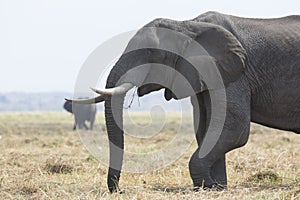 Portrait of wild free elephantbull