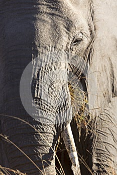 Portrait of wild free elephants