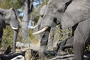 Portrait of wild free elephants