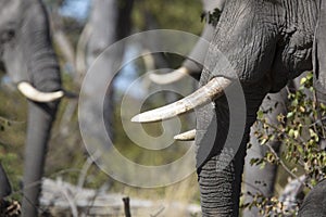 Portrait of wild free elephants