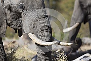 Portrait of wild free elephants