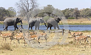 Portrait of wild free elephants in river