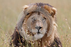 Portrait of wild free roaming african lion