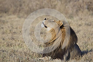 Portrait of wild free roaming african lion