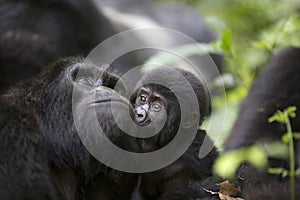 Portrait of wild free roaming gorilla