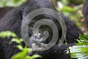 Portrait of wild free roaming gorilla