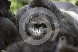 Portrait of wild free roaming gorilla