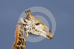 Portrait of a wild giraffe in background, South Africa