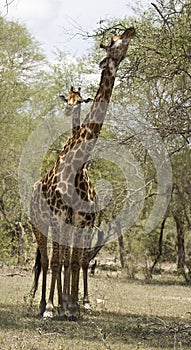 Portrait a wild giraffes , Kruger National park, South Africa