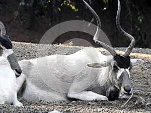 Portrait of a wild goat (Capra aegagrus) with long horns laying on a field