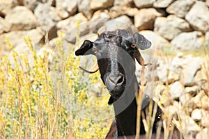 Portrait of wild goat