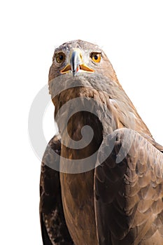 Portrait of wild golden eagle predator bird