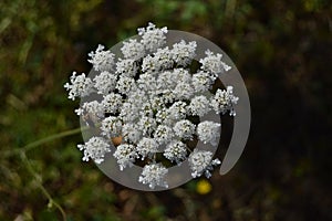 Portrait Of A Wild Hemlock Flower In The Mountains Of Galicia Fills Valles Pine Forests Meadows And Forests Of Eucalyptus In