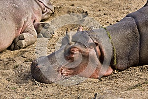 Portrait of a wild hippo sleeping, Kruger, South Africa