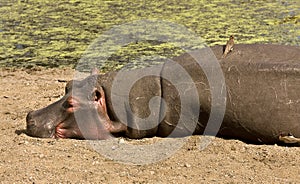 Portrait of a wild hippo sleeping, Kruger, South Africa