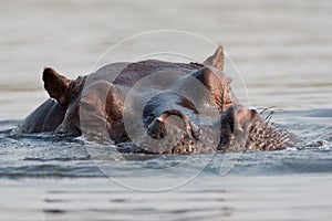 Portrait of wild hippo at a waterhole.