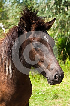 A portrait of an wild horse photo