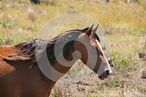 Portrait of a wild horse