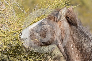 Portrait of a Wild Horse Eating