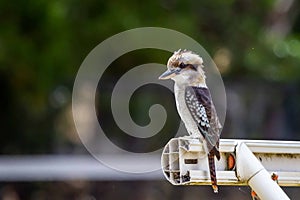 Portrait of a Wild Laughing Kookaburra, Hanging Rock, Victoria, Australia, March 2019