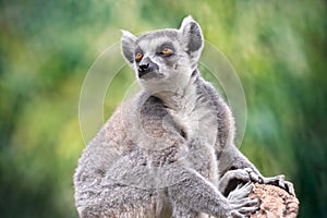 Portrait of wild lemur in nature. Lemuroidea primate