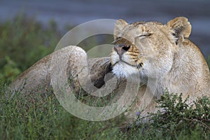 Portrait of wild lion in its natural habitat