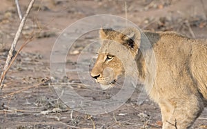 Portrait of a Wild Lioness in South Africa