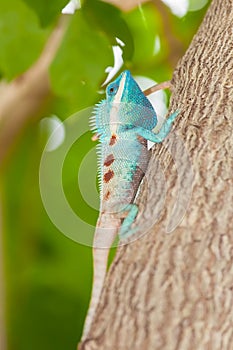 The portrait of wild lizard