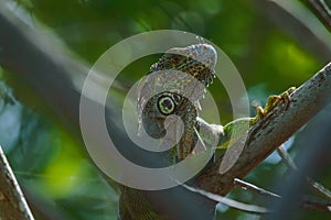 Portrait of Wild Male Green Iguana Climbing Mangroves in Oaxaca