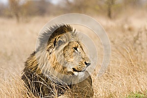 Portrait of wild male lion lying down in the bush, Kruger, South Africa