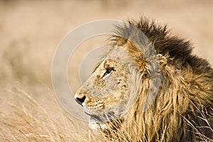 Portrait of wild male lion lying down in the bush, Kruger, South Africa