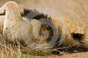 Portrait of wild male lion lying down in the bush, Kruger, South Africa